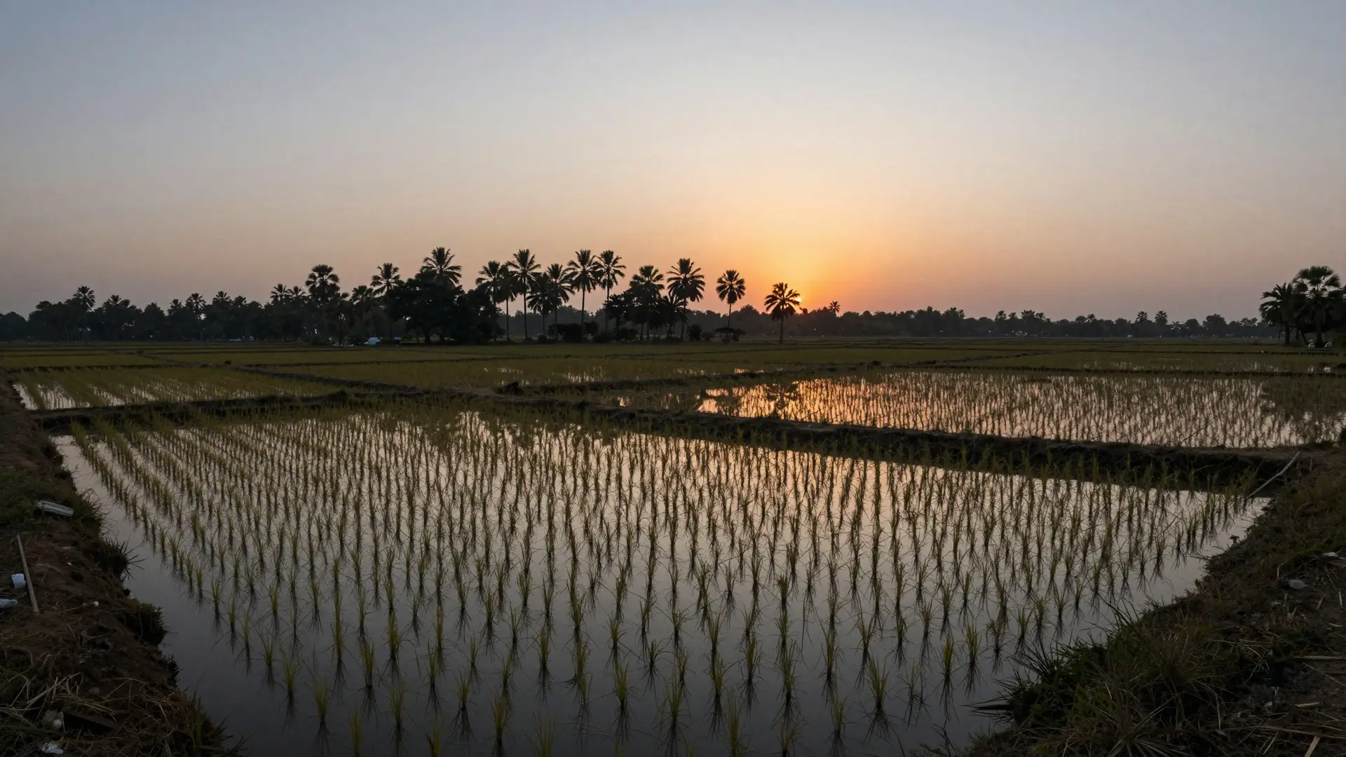 Illustration: rice paddy fields in West Bengal